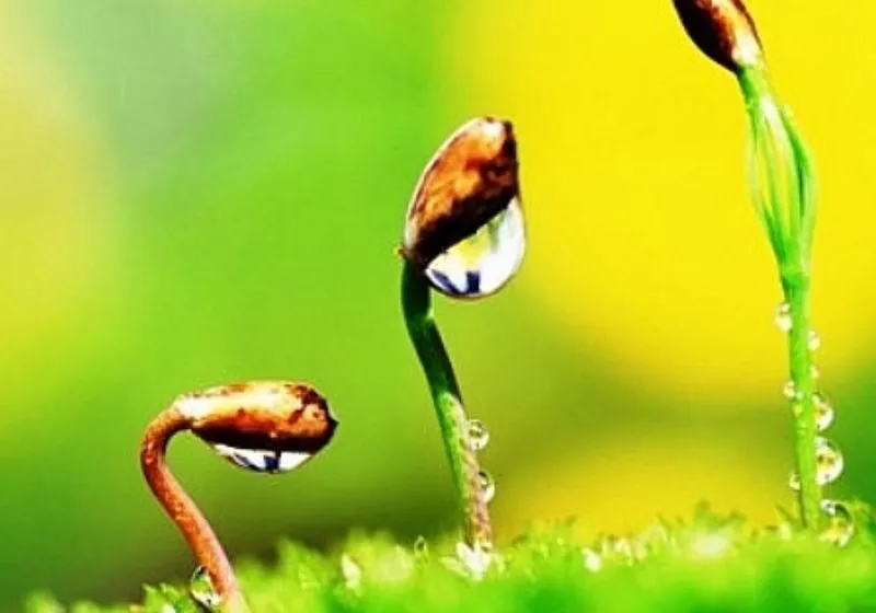 chỉ số đường đời 10