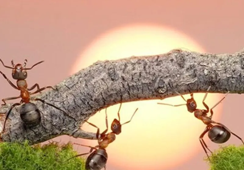 chỉ số nợ nghiệp 13/4