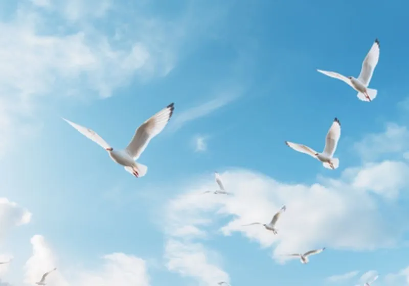 thiếu số 5 trong biểu đồ ngày sinh